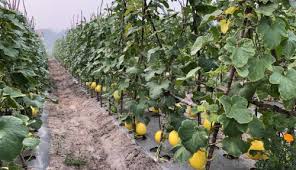 Jun 12, 2021 · beberapa bantuan diberikan, seperti bibit holtikultura, traktor mini dan sepeda. Buka Lahan Tanpa Dibakar Petani Riau Kembangkan Hortikultura