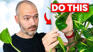 Victor Kane's Instagram, Twitter & Facebook