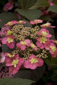 Pin On Garden