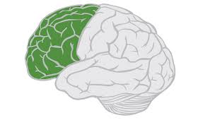 Image result for Frontal Lobe