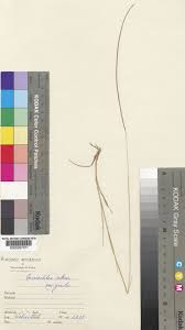 Image result for Microchloa indica