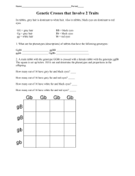 This is a test cross for height gene but not for colour gene. Worksheet Mendelian Patterns Of Inheritance