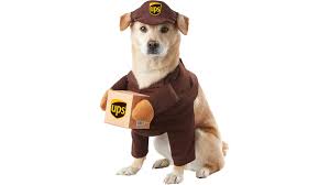 Giving your dog a bone can be beneficial. Pet Halloween Costumes Cnn Underscored