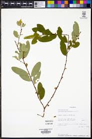 Image result for Phyllanthus pseudoniruri