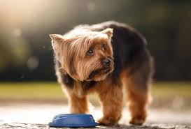 If your dog appears to have swallowed an object or is having difficulty breathing, check the airway. 14 Simple Tricks To Get Your Dog To Drink More Water Pawleaks
