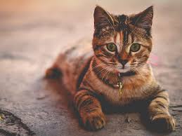 Kedi Tuyu Alerjisi Gecer Mi Ne Iyi Gelir