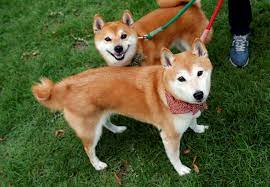 You could even have made as much as 100x which means you could have turned $100 into as much as 10k. Can Doge Ever Hit 100