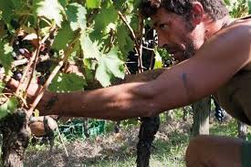 Ma l'idolatria che prese lui, prese allo stesso modo e più tantissimi, sia chiaro, perché questa storia ha avuto inizio in un. In San Patrignano Today Also Wines Are Produced Italian Cuisine Gordon Ramsay Recipes