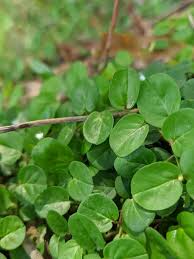 Image result for Evolvulus nummularius