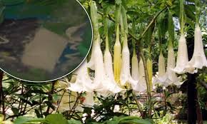 Your burundanga stock images are ready. Scopolamine Powerful Drug Growing In The Forests Of Colombia That Eliminates Free Will Daily Mail Online