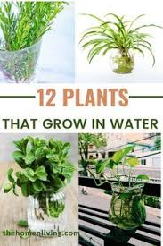 Pin On Grow Plants In Water