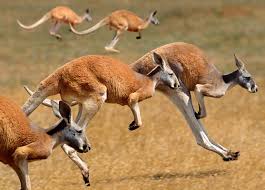 Résultat de recherche d'images pour "Kangaroo"