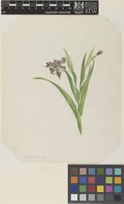 Image result for Ferraria glutinosa