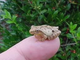 You do not have to log in if you are using our hauling services. Yahoo Login Small Frog Animals Amphibians