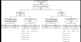 Flow Diagram For The Identification Of 162 Yeast And Yeast