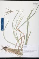 Image result for Eustachys paspaloides