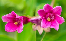 Image result for Jasminum beesianum