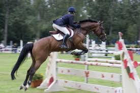 Horse's temperament affects their behavior. Best Show Jumping Horse Breeds Hipico Santa Fe