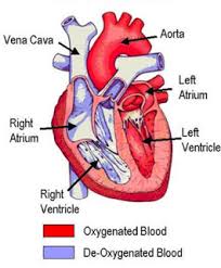 Try the free web based uml drawing tool. Heart Class 10 Life Processes