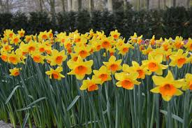 Daffodil Red Devon Landscaper Special Daffodils Bulb Flowers Fall Plants