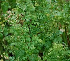 Image result for Coriandrum