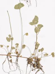 Image result for Marsilea nubica