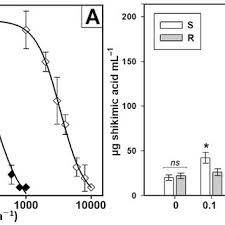 Image result for Steinchisma laxum