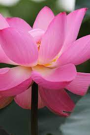 Pin On Fleurs Magnifiques