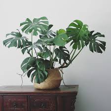Monstera Apartmentf15 C House Plants Decor Indoor Plants Plant Decor
