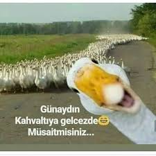 Murat Yigit Tarafindan Gulumseme Goruntusu Komik Hayvan Fotograflari Komik Hayvan Resimler
