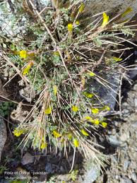 Image result for Brachycorythis pleistophylla