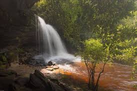 Image result for Hymenophyllum tunbridgense