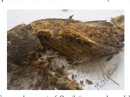 Image result for Afrostyrax kamerunensis