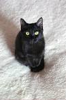 8 Black Cat Breeds - Pet Central by Chewy