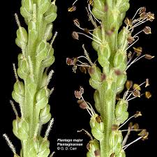 Image result for Plantaginaceae