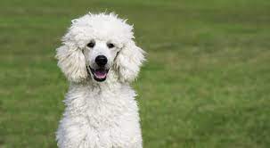 Warrington, swansea, surrey, staffordshire, sleaford, portsmouth, peterborough, nottingham, northampton, newcastle upon tyne, newcastle, newbiggin by the sea, london. Top 5 Best Puppy Foods For Poodles Miniature Toy Standard Poodle Pups Avid Pup