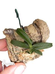 Image result for Angraecum