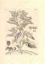 Image result for Physalis viscosa