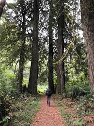 Maybe you would like to learn more about one of these? Camping In Redwoods Np The Jedediah Smith Campground Park Chasers