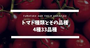 丸種「トマト 吹き替え 大型福寿」のタネ [内容量:1ml]