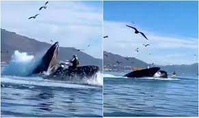 Ho pensato che non sarei riuscito ad uscire e che sarei morto. Balena Inghiottisce Due Ragazze In Kayak Le Incredibili Immagini Spaventano Il Web