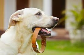 We did not find results for: How To Stop Dog Barking In Your Apartment Rent Com Blog