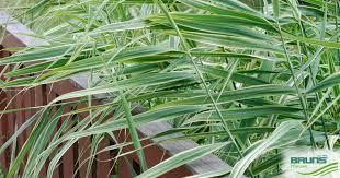 Image result for Pleioblastus fortunei