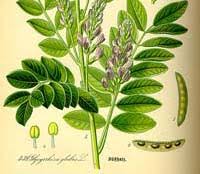 2012年の薬用植物」に甘草が選ばれる | ワシントン条約情報と野生生物 ...