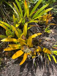 Image result for Senecio aetfatensis