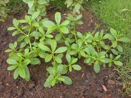 Image result for Talinum fruticosum