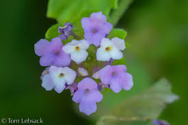 Image result for Lantana angolensis