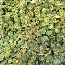 Image result for Tragia prostrata