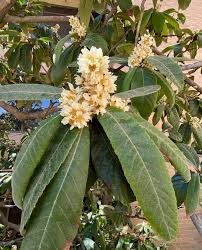 Image result for Eriobotrya japonica