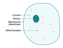 We did not find results for: File Simple Diagram Of Animal Cell Fr Svg Wikimedia Commons